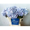 Hydrangea lollipop blue