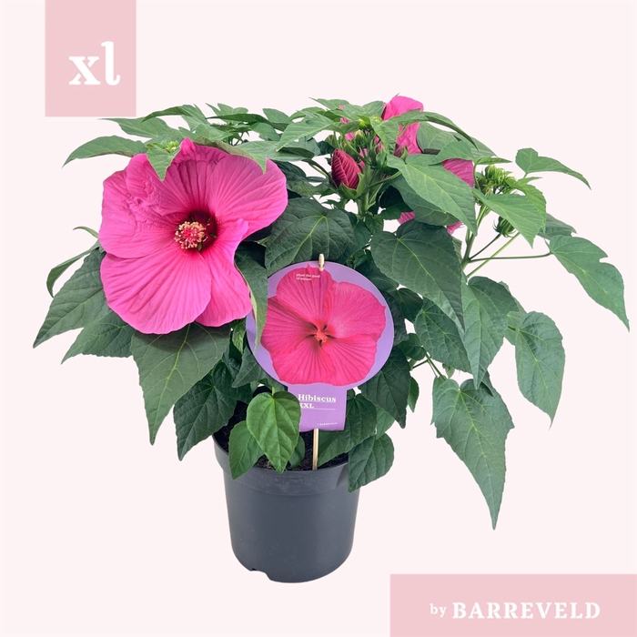 <h4>Hibiscus mosch. 'Extreme Hot Pink'</h4>