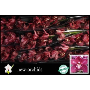 CYMB T REVENING STAR