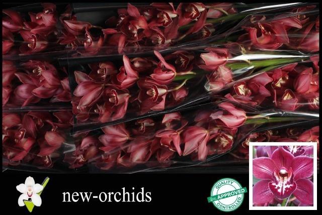 <h4>CYMB T REVENING STAR</h4>