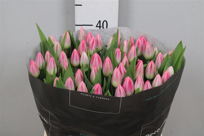 <h4>Tu En Circuit</h4>