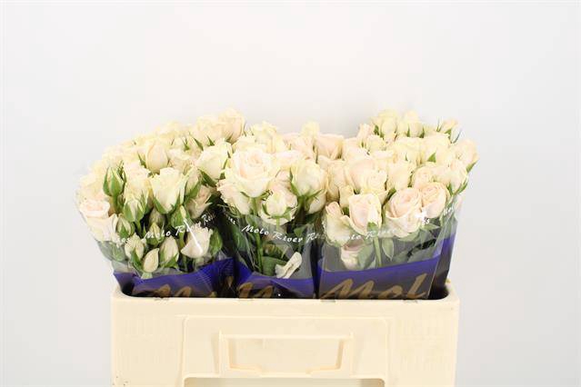 <h4>R Tr RLM Peach Christine Molo</h4>