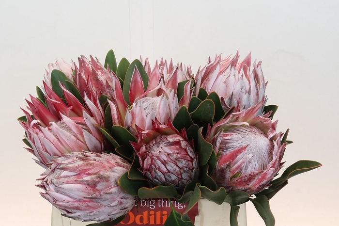 <h4>Protea Cynaroides</h4>