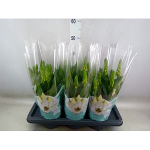 Ornithogalum thyrs.