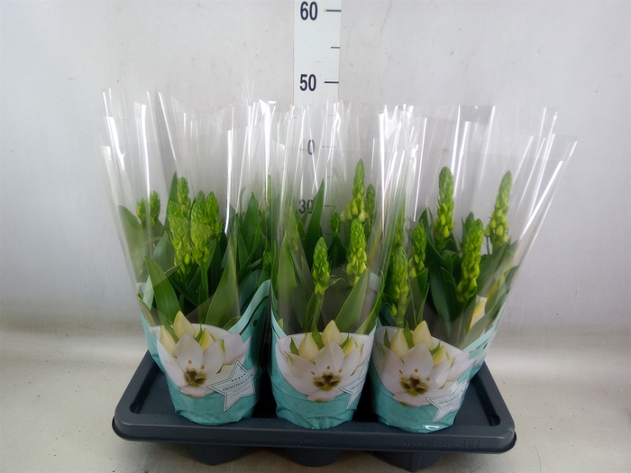 <h4>Ornithogalum thyrs.</h4>