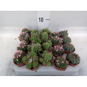 Cactus   ...flowering mix