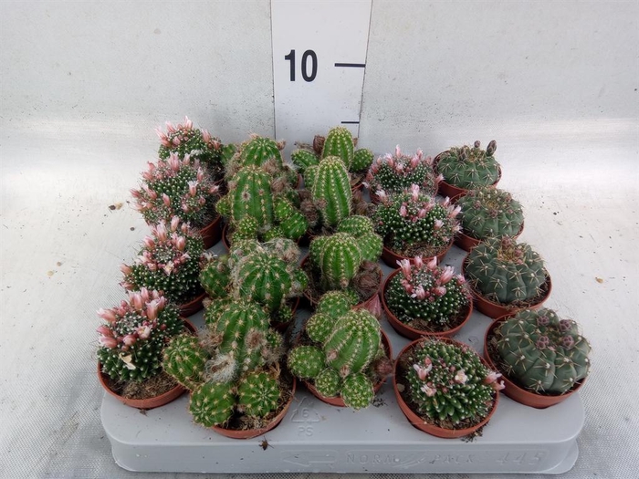 <h4>Cactus ...flowering mix</h4>