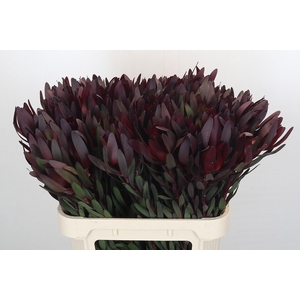 Leucadendron Saf Sunset Dark Red