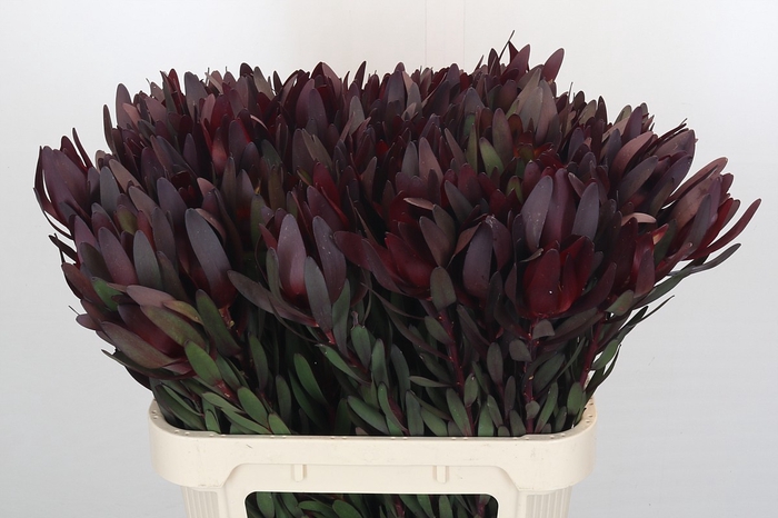 Leucadendron Saf Sunset Dark Red