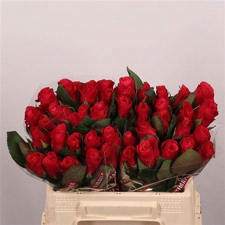 <h4>R Gr Tacazzi+</h4>