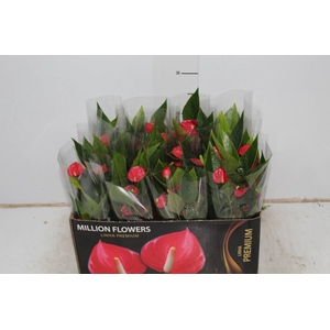 ANTHURIUM MINI MILLION FLOWERS P09