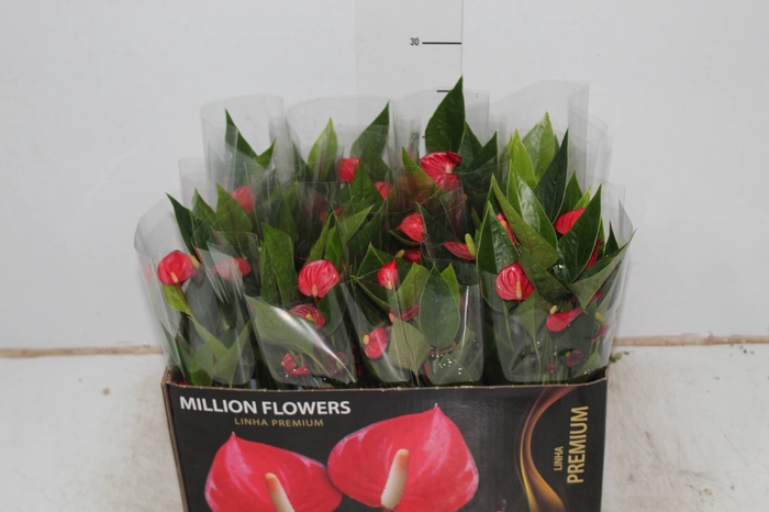 ANTHURIUM MINI MILLION FLOWERS P09