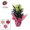 Lilium Oriental Grp overig