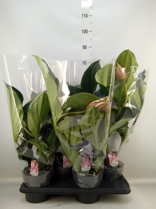 <h4>Medinilla magn.</h4>