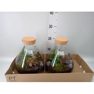 Arr.   Kamerplant Groen H%