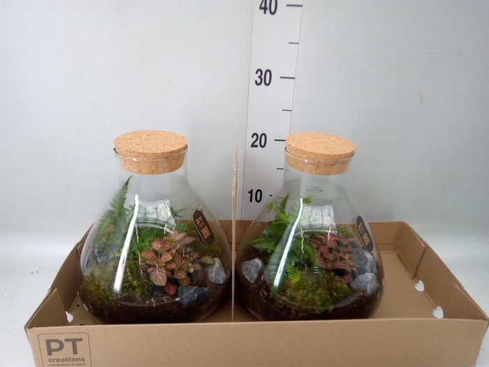 <h4>Arr.   Kamerplant Groen H%</h4>