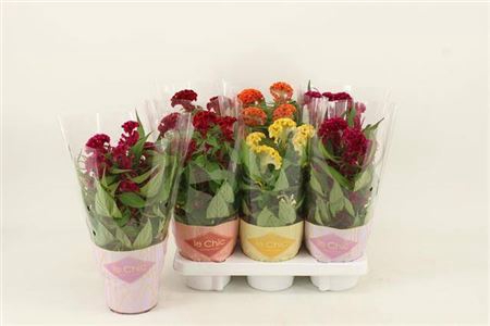 <h4>Celosia Twisted Mix, 3 Colours</h4>