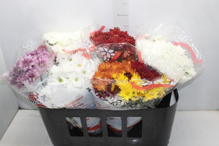 <h4>CRISANTEMO VB1</h4>