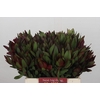 Leucadendron Saf Sunset Dark R.