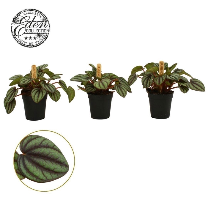 <h4>Peperomia Piccolo Banda 5,5cm</h4>
