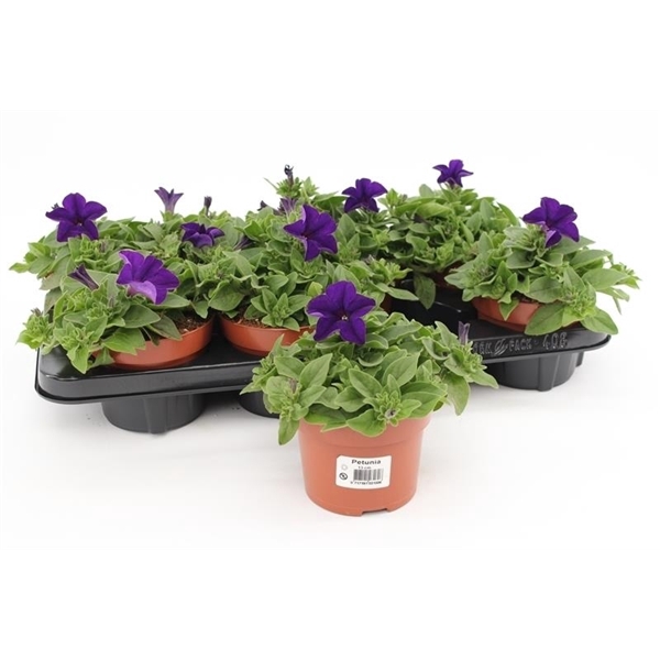 <h4>Petunia Dark Blue</h4>