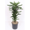 Dracaena Janet Lind