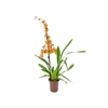 ORQUIDEA HAWAIIAN CATATANTE SUN SPOTS P12 MIN 1 HT