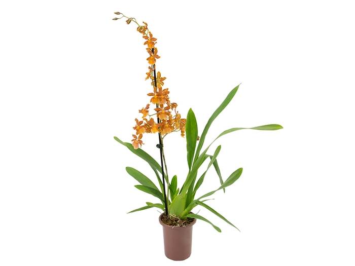 ORQUIDEA HAWAIIAN CATATANTE SUN SPOTS P12 MIN 1 HT