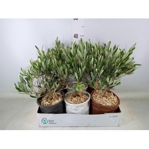 Arr.   Tuinplanten L%