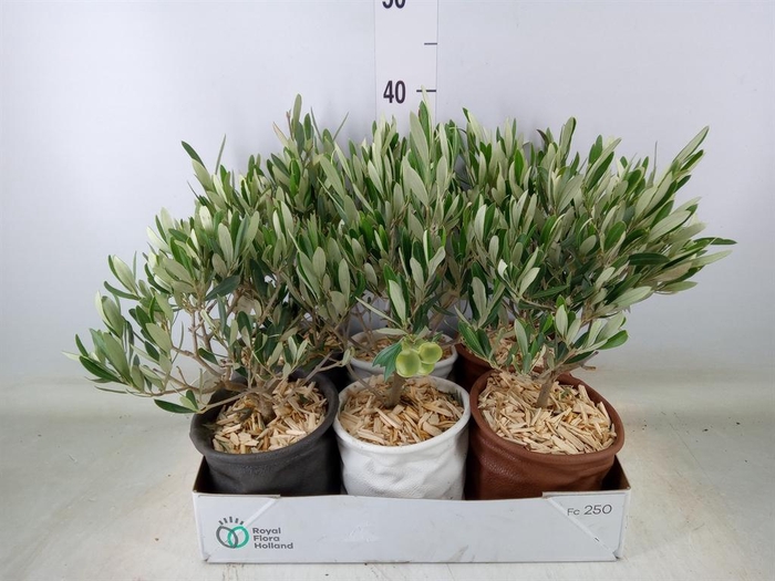 <h4>Arr. Tuinplanten L%</h4>