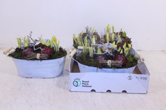 <h4>ARR BOL KNOLGEWAS</h4>