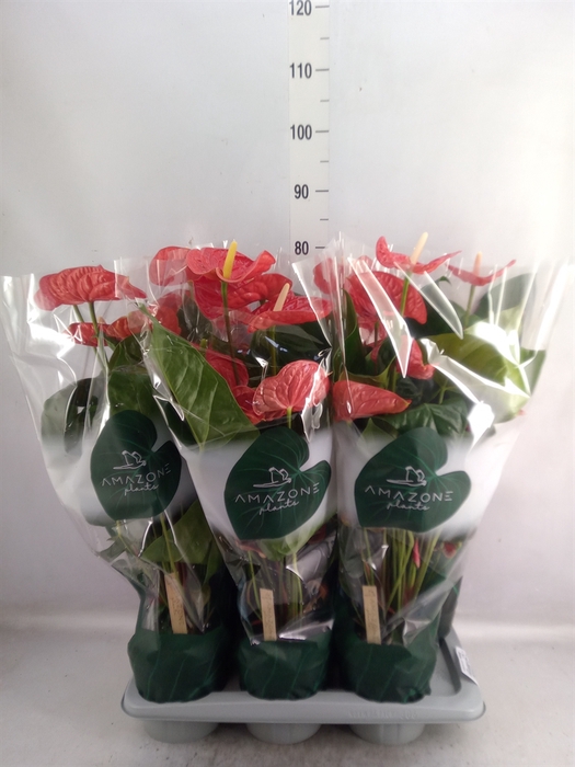 <h4>Anthurium andr. 'Madural'</h4>