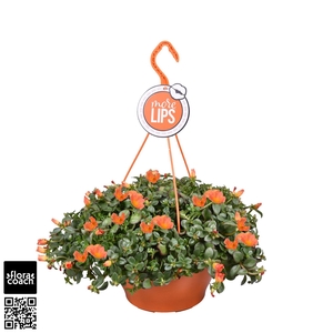 MoreLIPS® Portulaca Orange