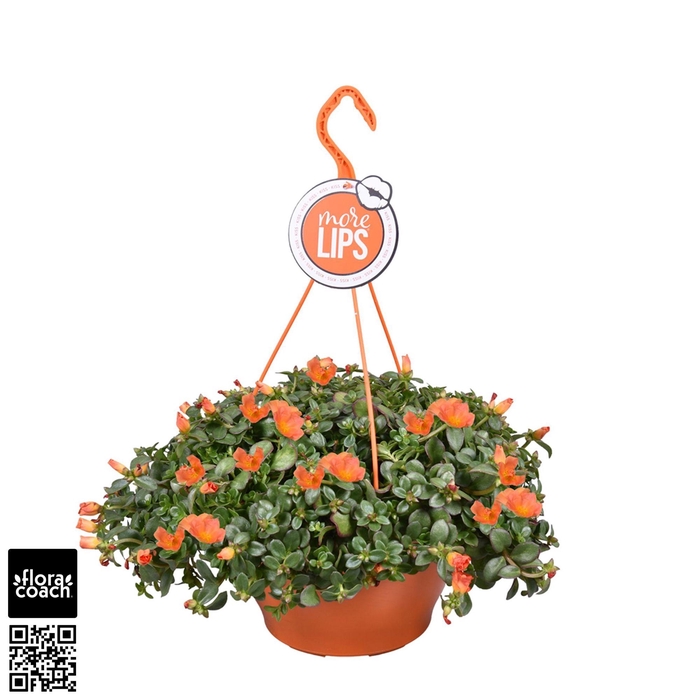 <h4>MoreLIPS® Portulaca Orange</h4>