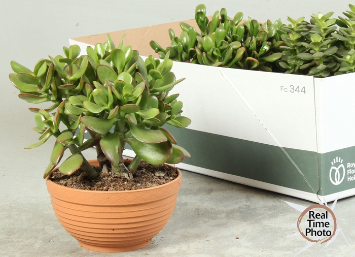 <h4>CRASS OVERIG</h4>