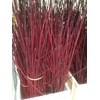 CORNUS ROT