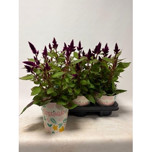 KAMERPL BLOEIEND GEM