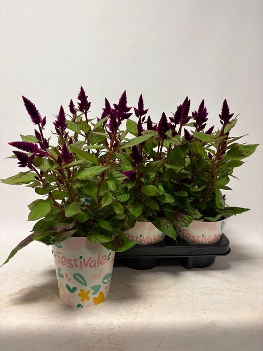 <h4>KAMERPL BLOEIEND GEM</h4>