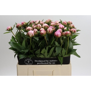 Paeonia Sarah Bernhardt