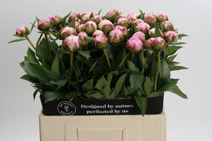<h4>Paeonia Sarah Bernhardt</h4>