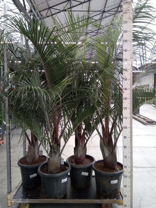 <h4>Dypsis decaryi</h4>