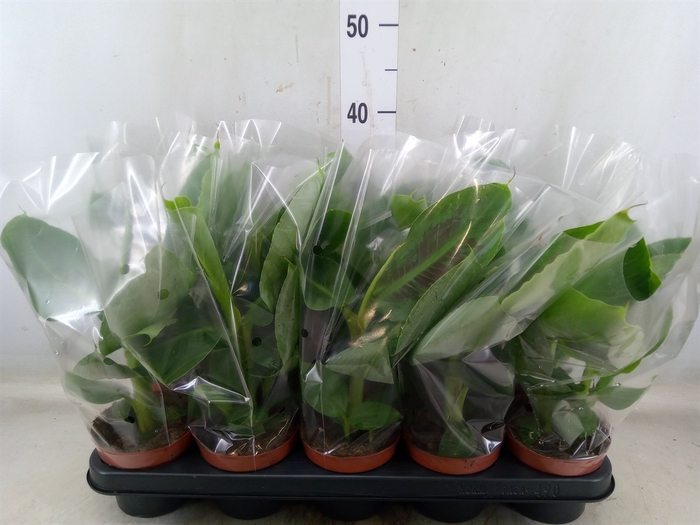<h4>Musa  'Tropicana'</h4>