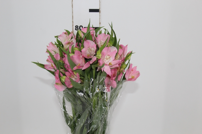 <h4>ALSTROEMERIA DUBAI 080 CM</h4>