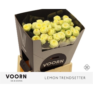 Rosa TR 'Lemon Trendsetter' VOORN