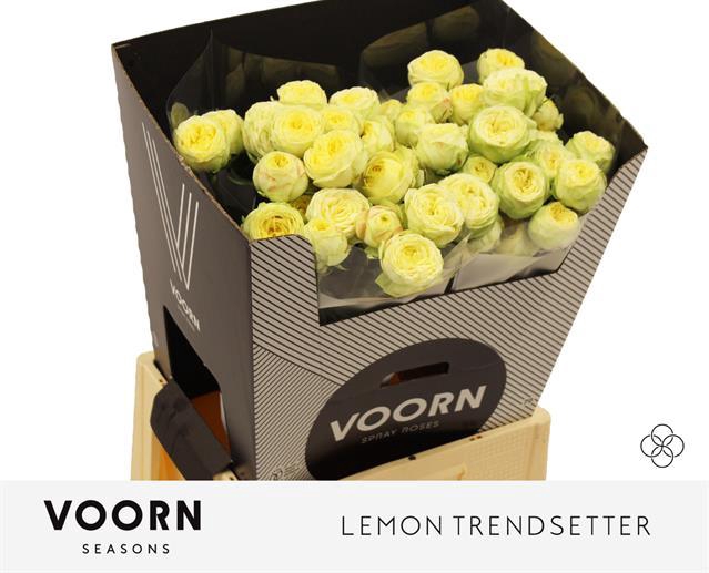 <h4>Rosa TR 'Lemon Trendsetter' VOORN</h4>