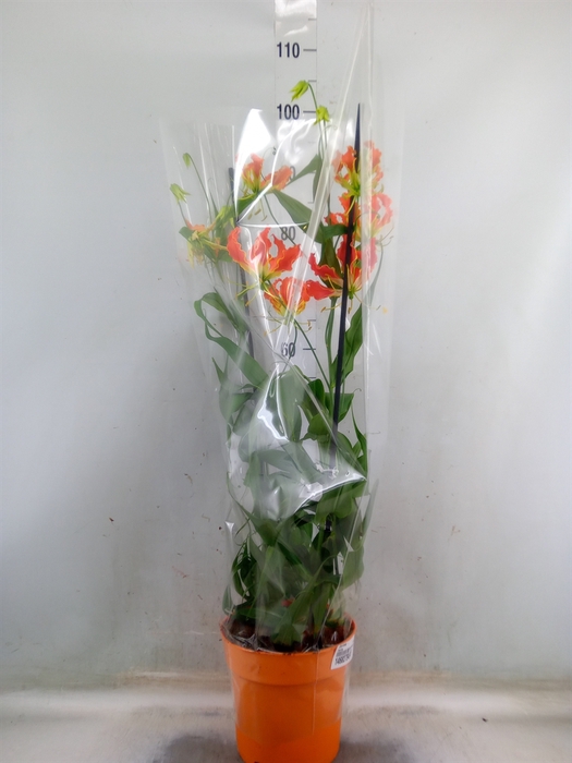 <h4>Gloriosa   ...</h4>
