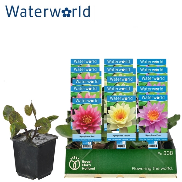 <h4>Nymphaea beugel mix - 15 stuks - waterlelie</h4>