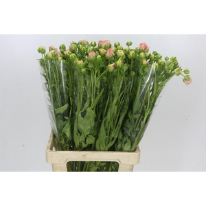 Ranunculus Magical Mascarpone