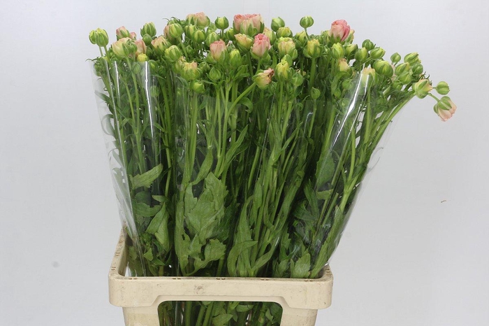 Ranunculus Magical Mascarpone