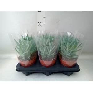 Curio ficoides 'Mount everest'